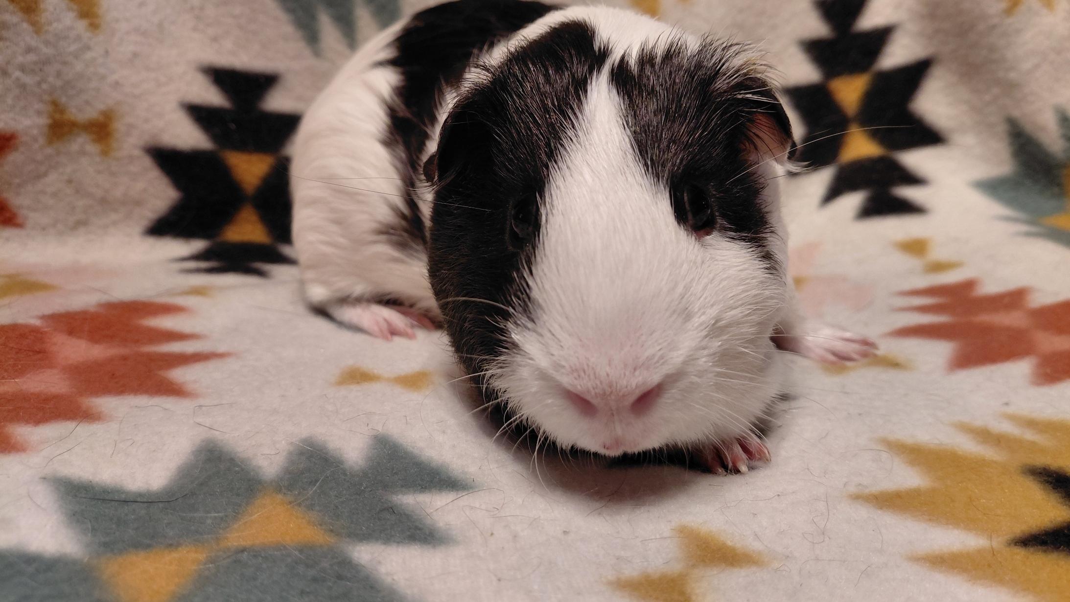 Marshal, ADOPTABLE, Adult Male Guinea Pig.