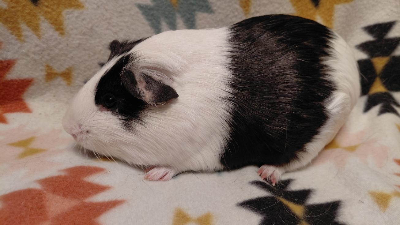 Enlarge Marshal, a ADOPTABLE Guinea Pig in Cincinnati, OH image 2/3