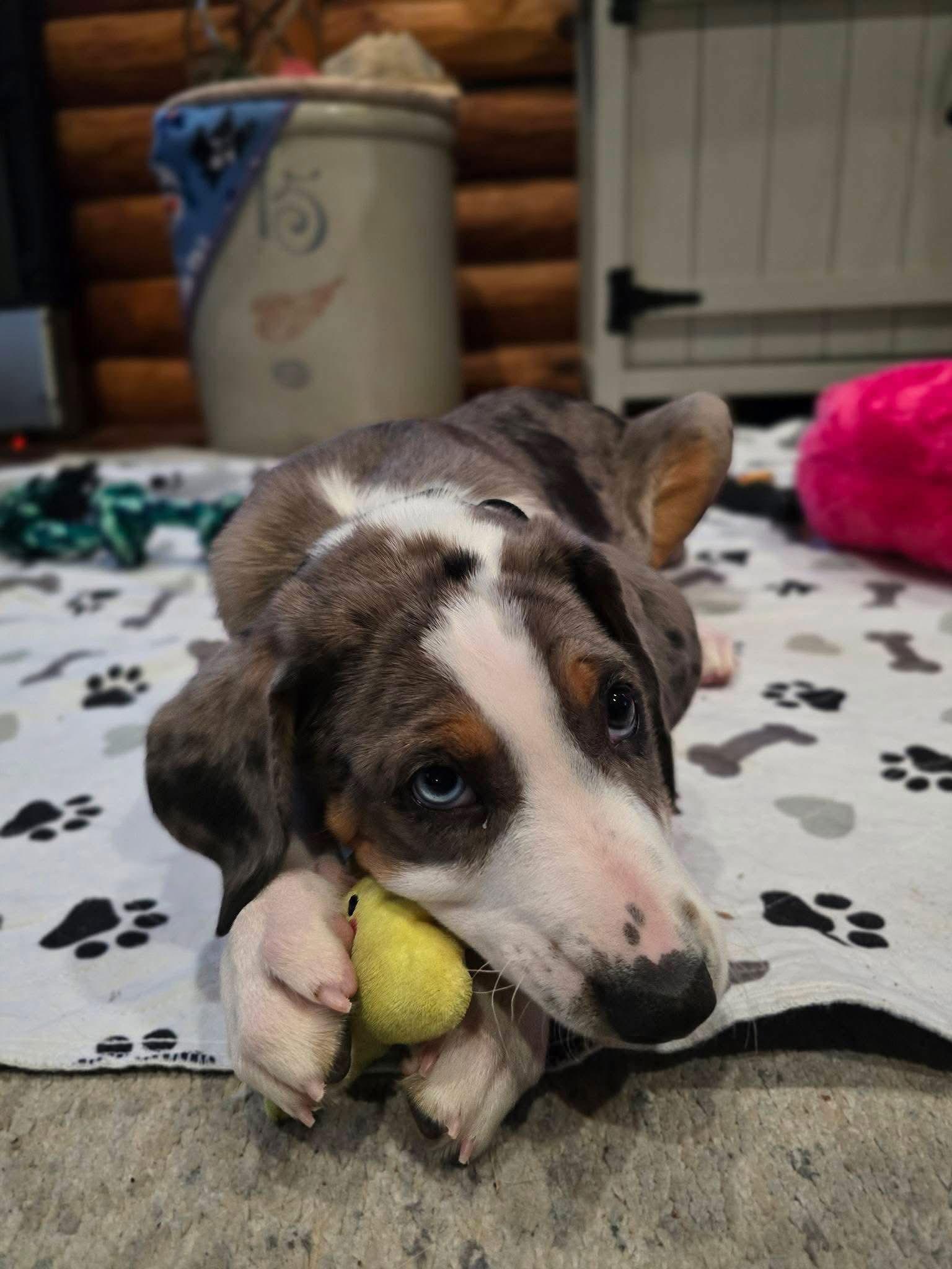 Packer, Adopted, Puppy Male Australian Shepherd.