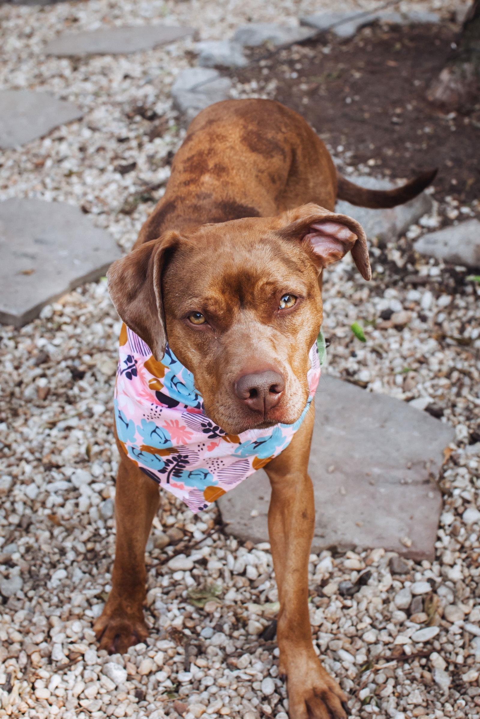 Penny, Adoptable, Adult Female Catahoula Leopard Dog.