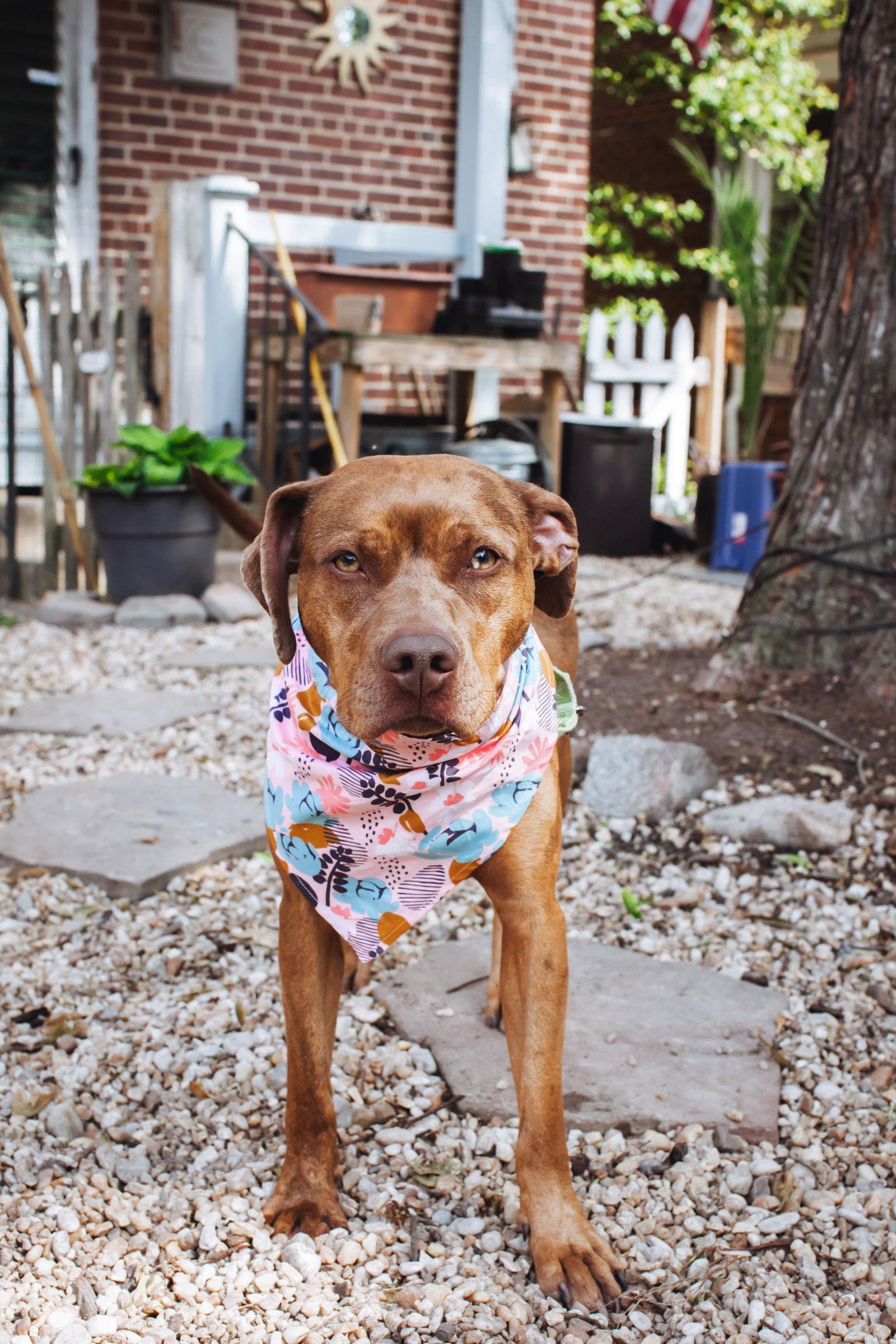 Penny, a Adoptable Catahoula Leopard Dog in Richmond, VA image 2/3