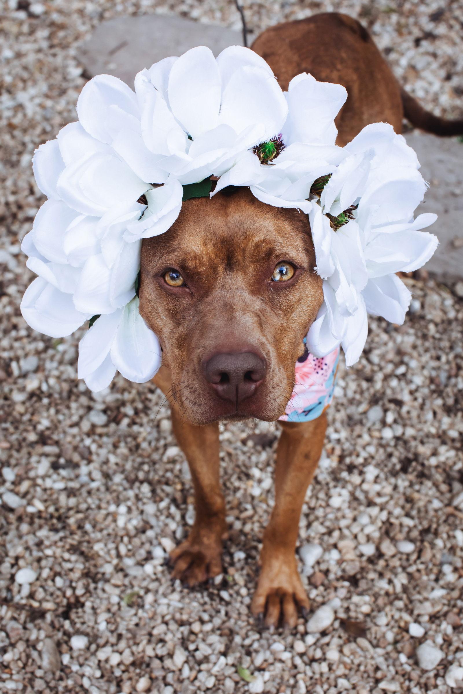 Penny, a Adoptable Catahoula Leopard Dog in Richmond, VA image 3/3