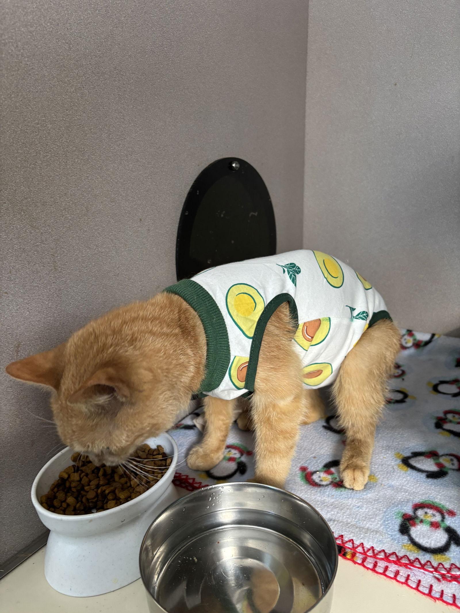 Minny, a Adoptable mixed breed in Ranson, WV image 1/3