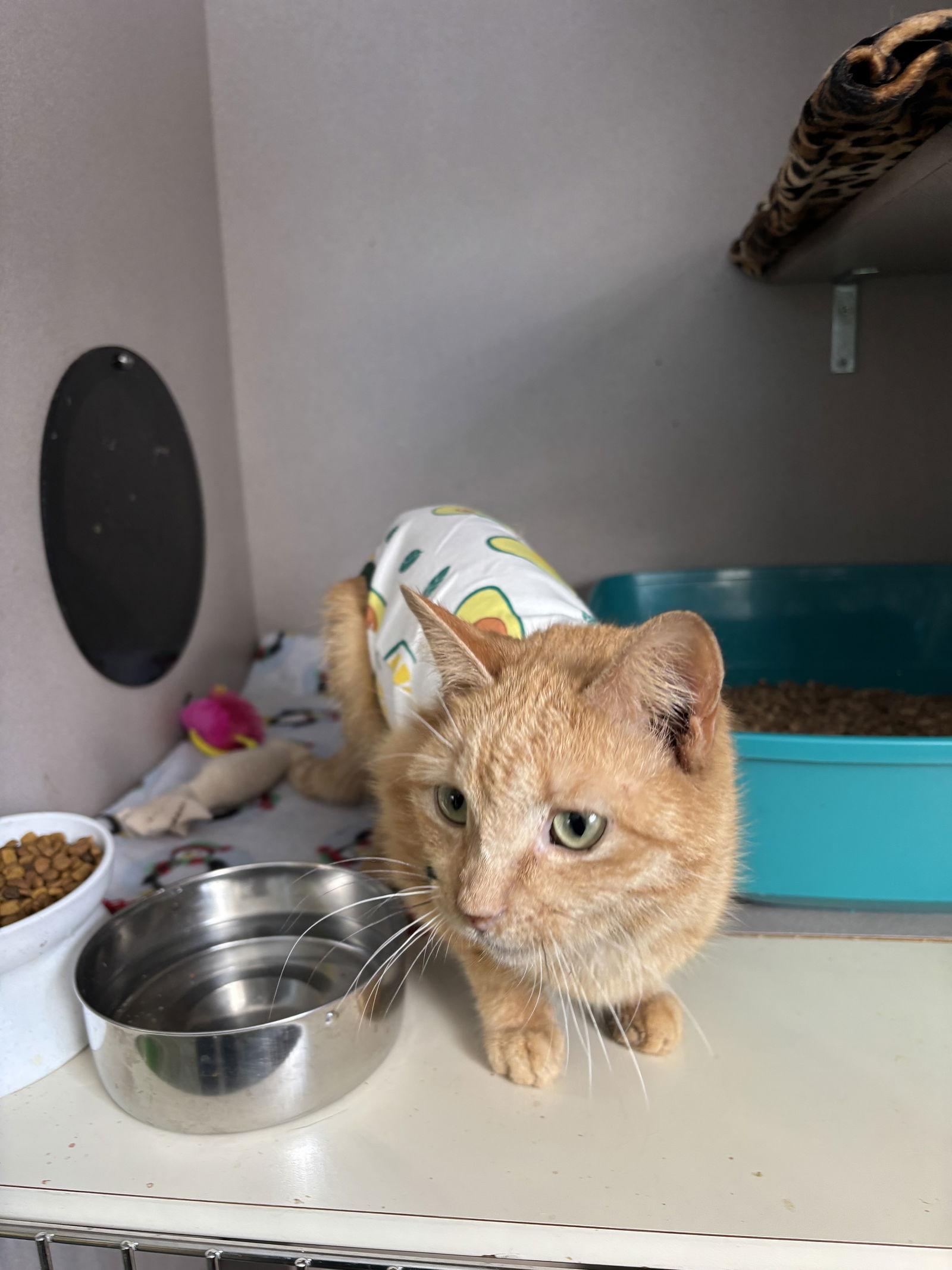 Minny, a Adoptable mixed breed in Ranson, WV image 2/3