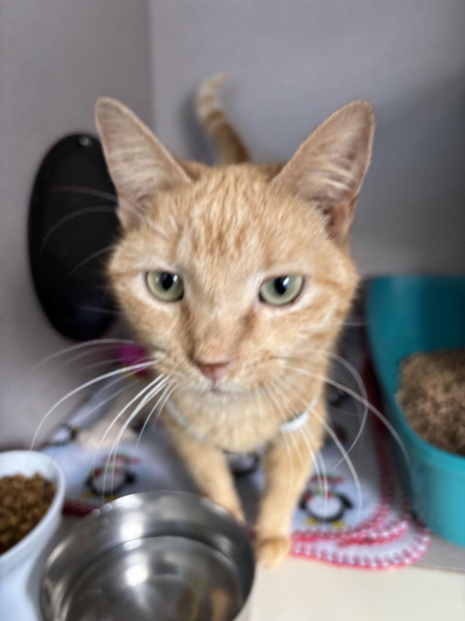 Minny, a Adoptable mixed breed in Ranson, WV image 3/3