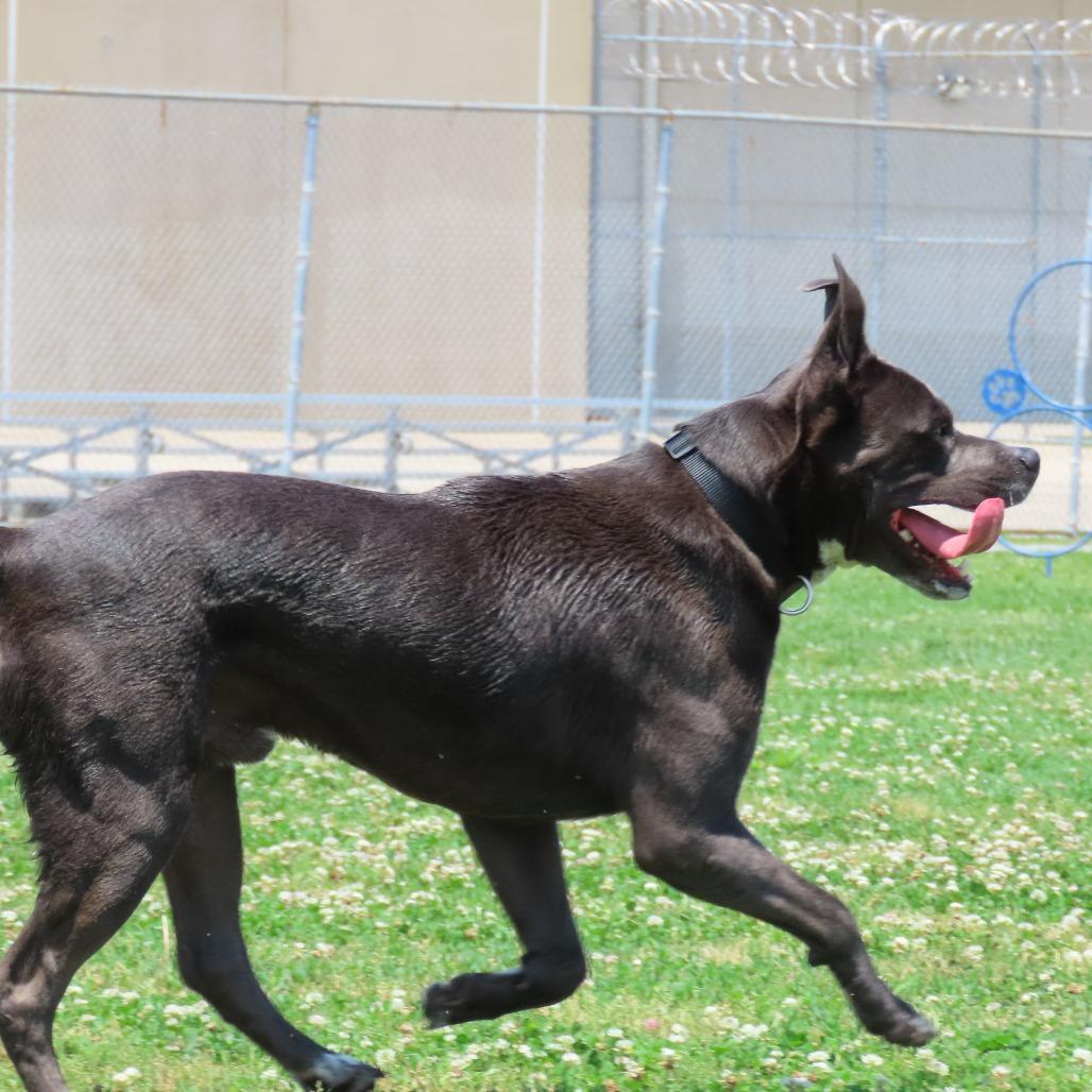 Rocky, a Adoptable Mixed Breed in Jackson, MO image 1/5