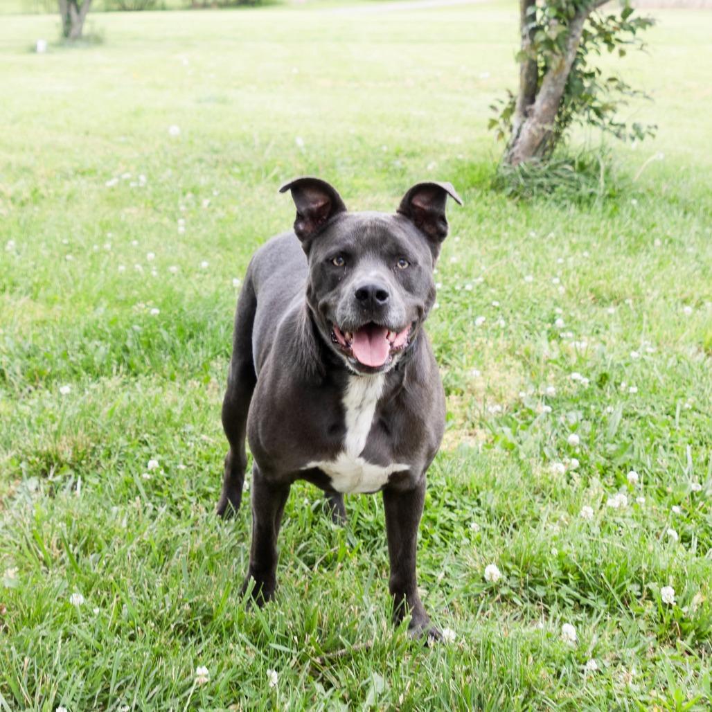 Rocky, a Adoptable Mixed Breed in Jackson, MO image 2/5