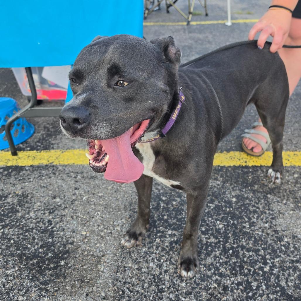 Rocky, a Adoptable Mixed Breed in Jackson, MO image 3/6