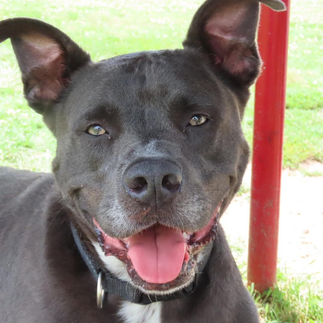 Rocky, a Adoptable Mixed Breed in Jackson, MO image 3/5