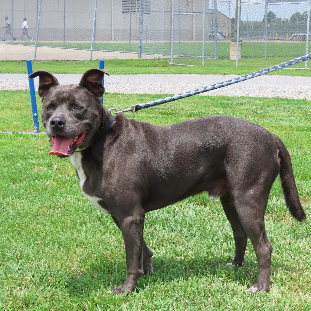 Rocky, a Adoptable Mixed Breed in Jackson, MO image 4/5