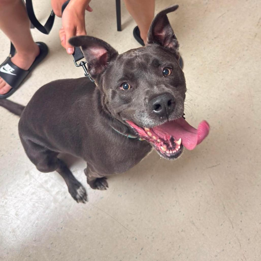 Rocky, a Adoptable Mixed Breed in Jackson, MO image 5/5
