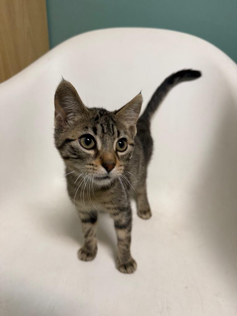 Earl, Adopted, Kitten Male Domestic Short Hair.