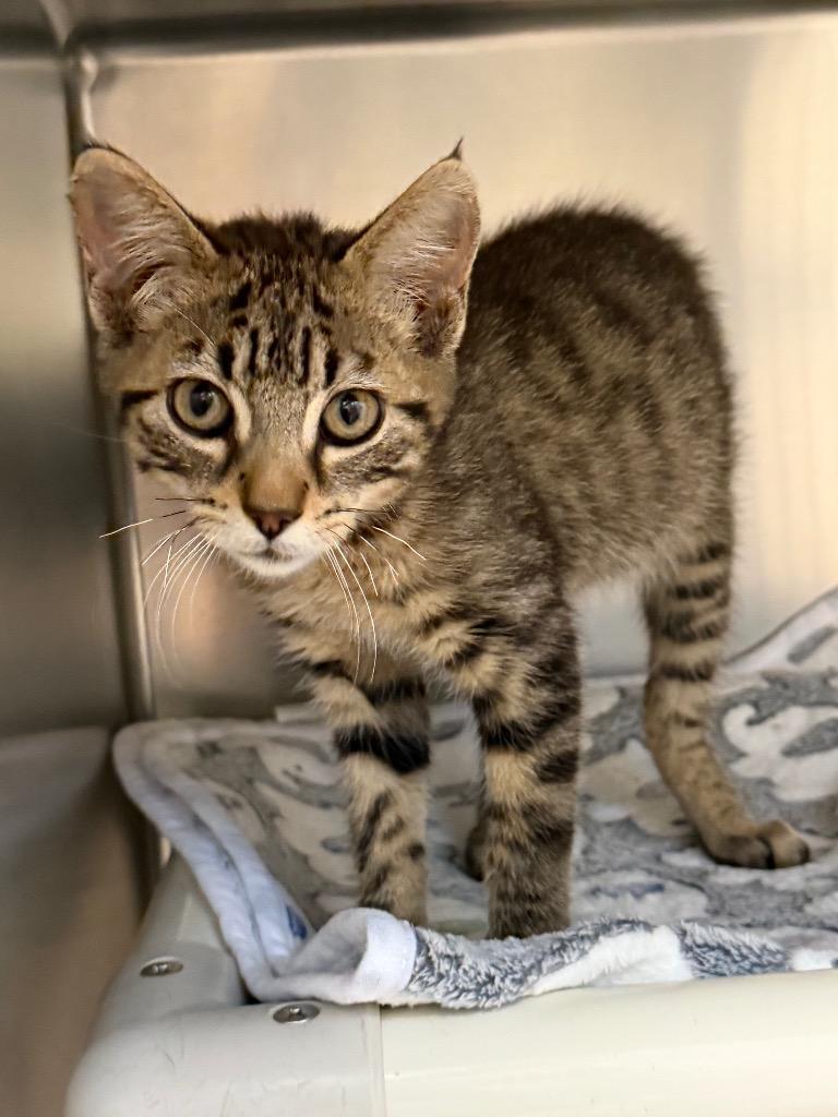 Enlarge Earl, a Adopted Domestic Short Hair in Amery, WI image 3/3