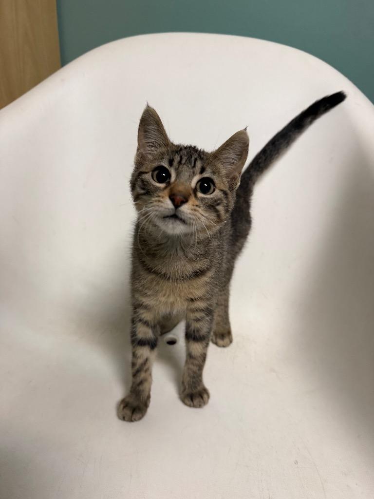 Enlarge Earl, a Adopted Domestic Short Hair in Amery, WI image 2/3