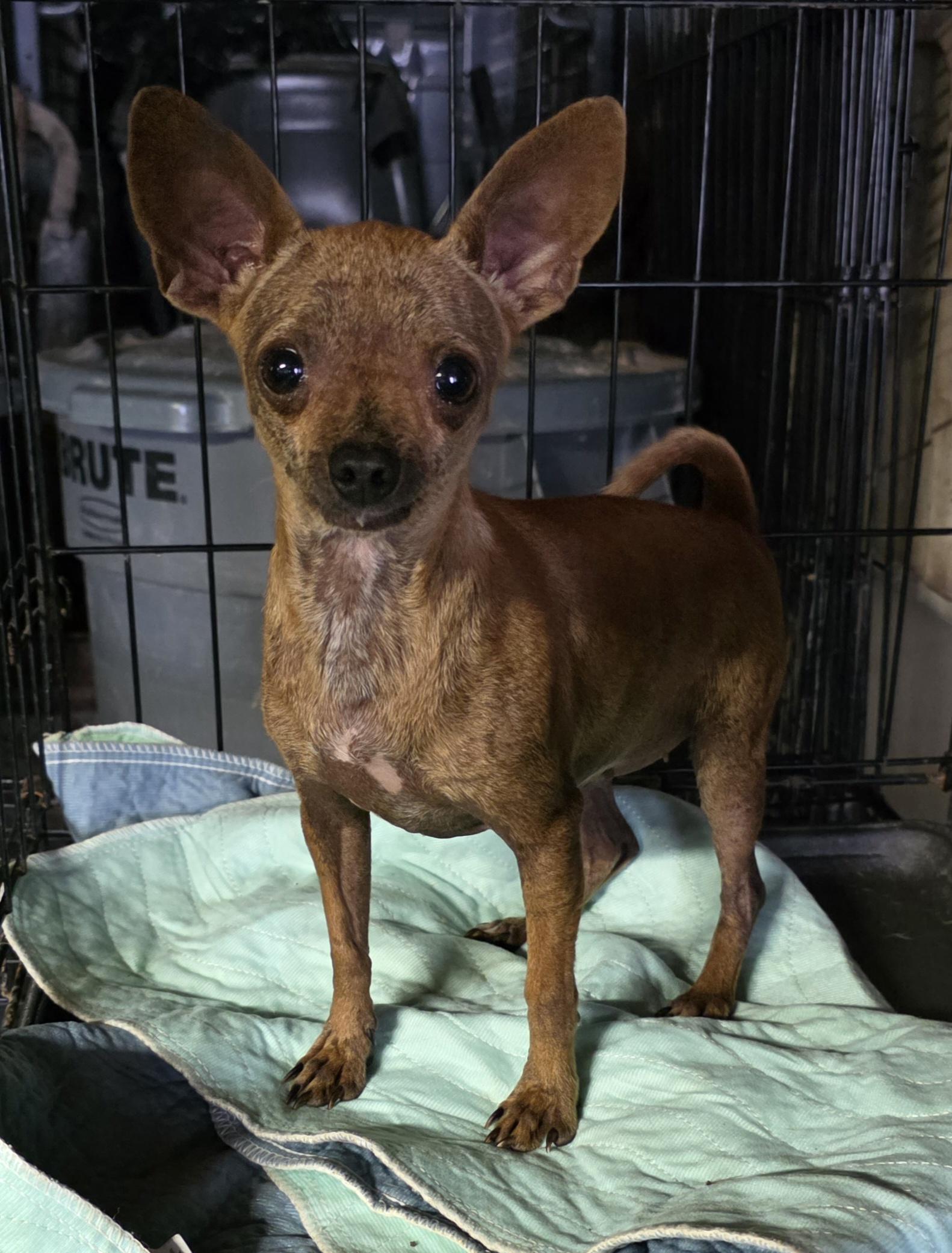 Lilly, Adoptable, Adult Female Chihuahua.