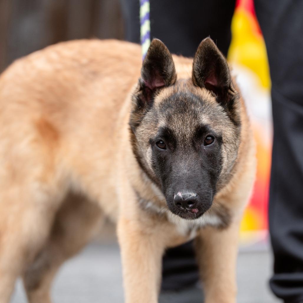 Enlarge Stone Cold, a Adoptable mixed breed in Chester Springs, PA image 5/6
