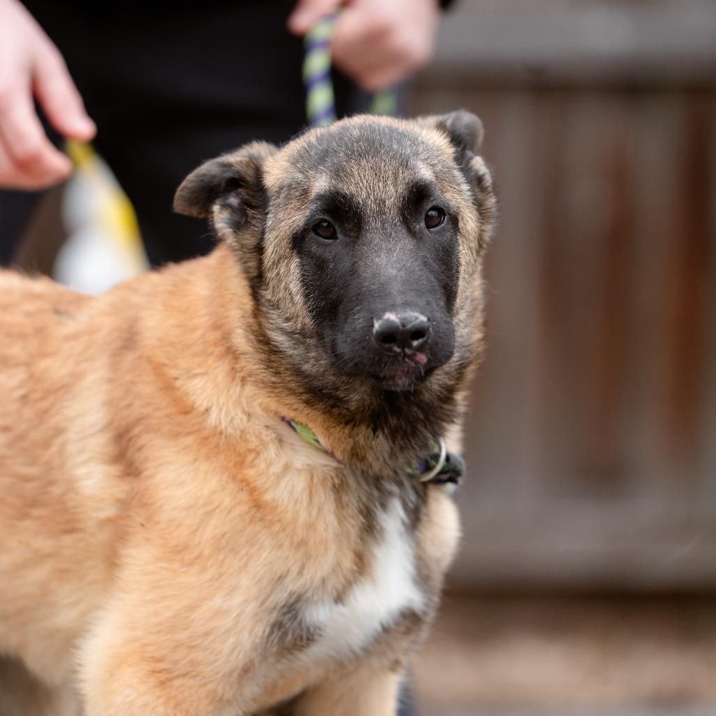 Enlarge Stone Cold, a Adoptable mixed breed in Chester Springs, PA image 1/6
