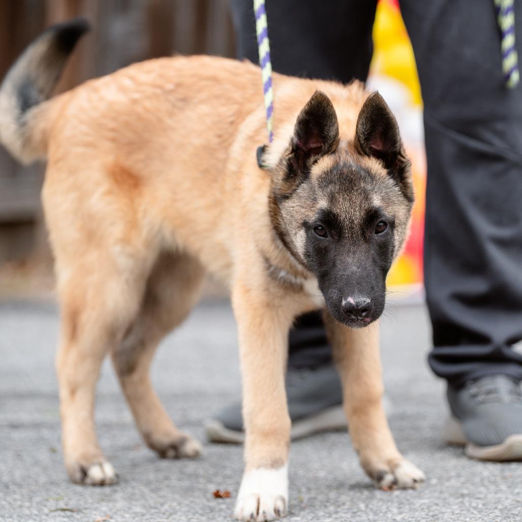 Enlarge Stone Cold, a Adoptable mixed breed in Chester Springs, PA image 2/6