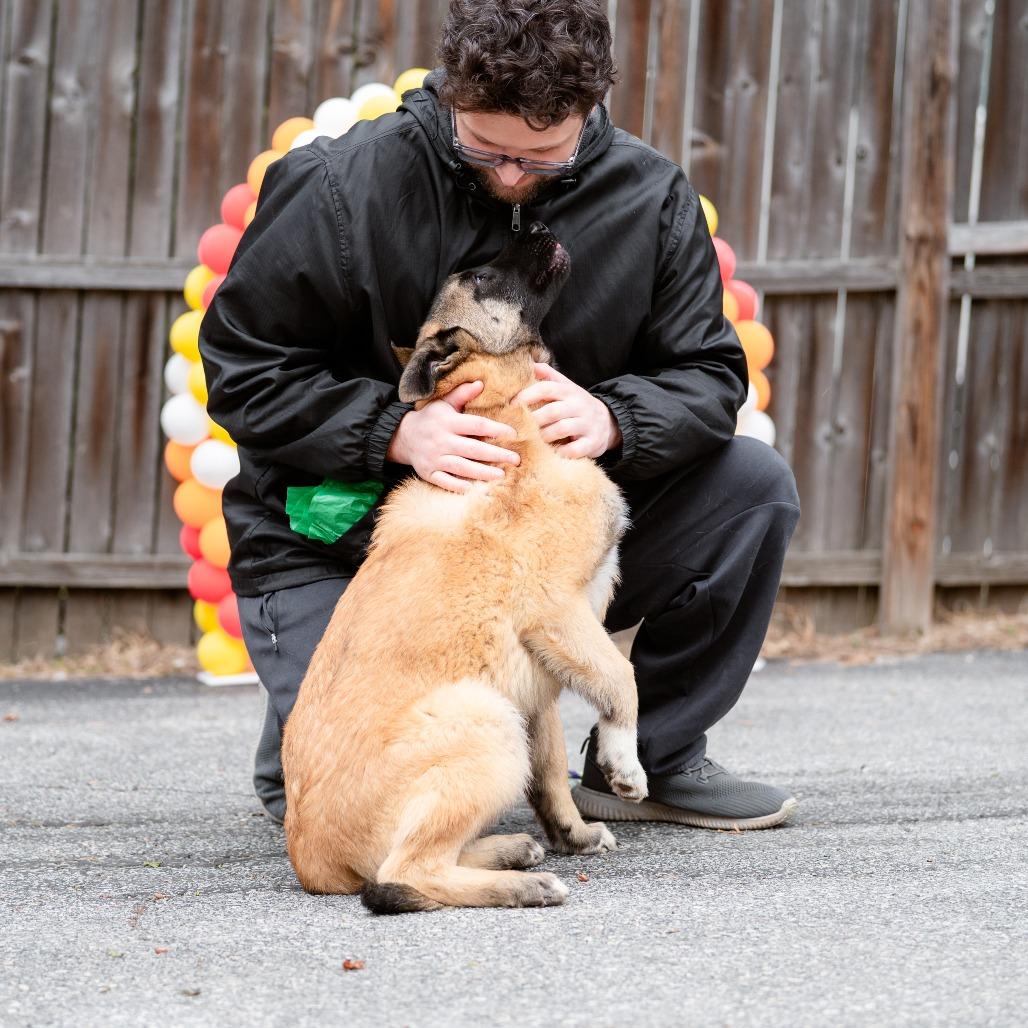 Enlarge Stone Cold, a Adoptable mixed breed in Chester Springs, PA image 6/6
