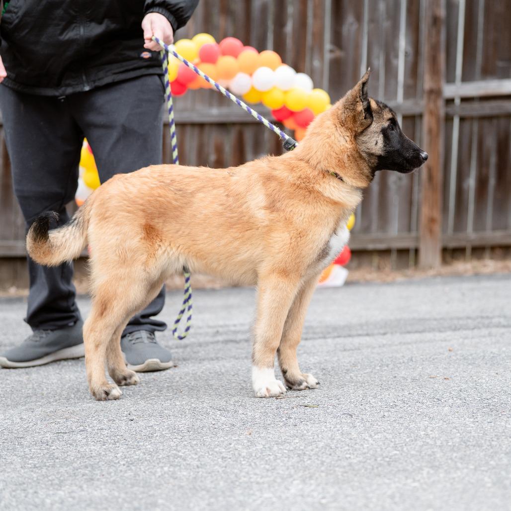 Enlarge Stone Cold, a Adoptable mixed breed in Chester Springs, PA image 3/6