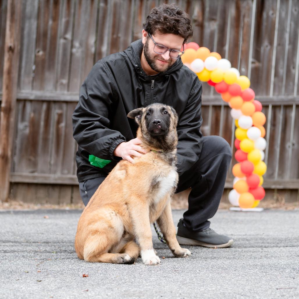 Enlarge Stone Cold, a Adoptable mixed breed in Chester Springs, PA image 4/6