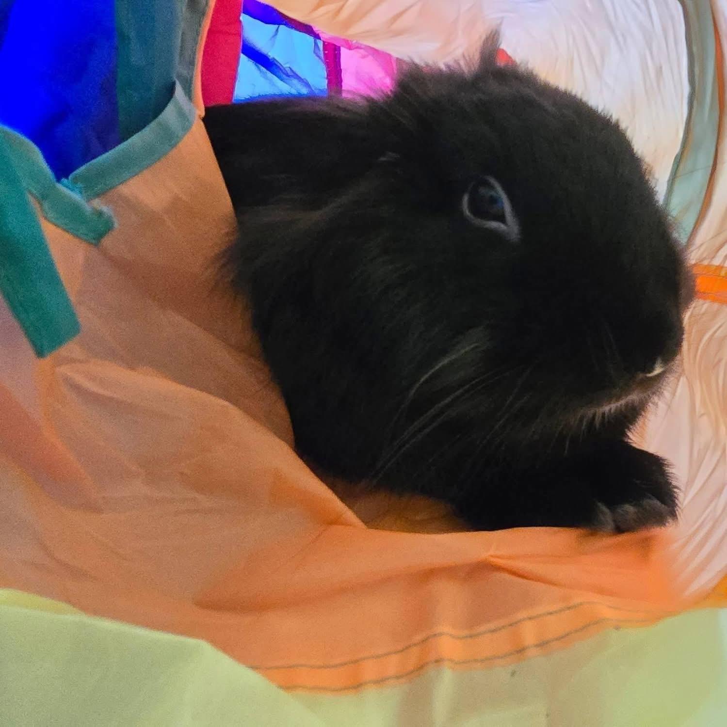 Baby Beef, Adoptable, Young Male Lionhead.
