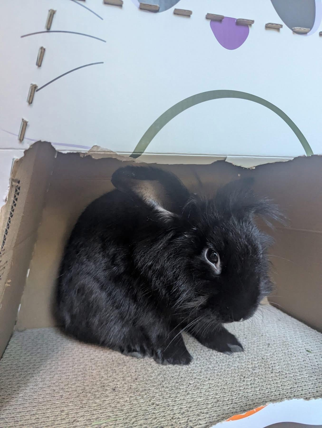 Enlarge Baby Beef, a Adoptable Lionhead in St. Charles, MO image 4/5