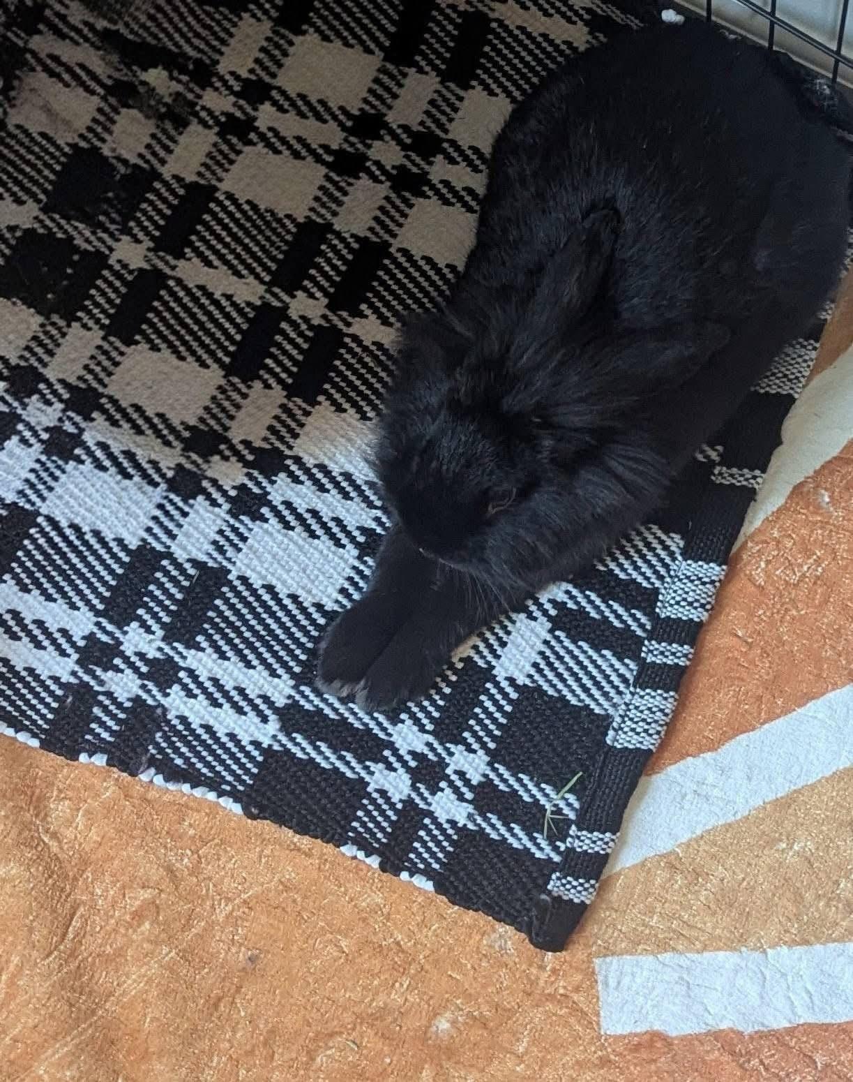 Enlarge Baby Beef, a Adoptable Lionhead in St. Charles, MO image 5/5