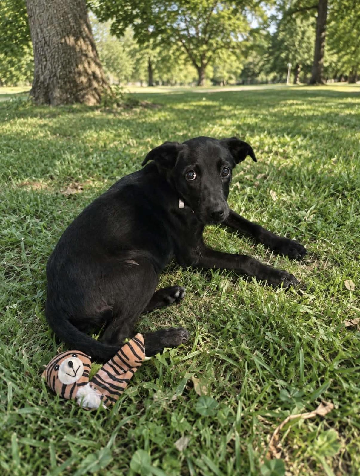 Enlarge Violet, a Adopted Labrador Retriever in Pittsburgh, PA image 4/5