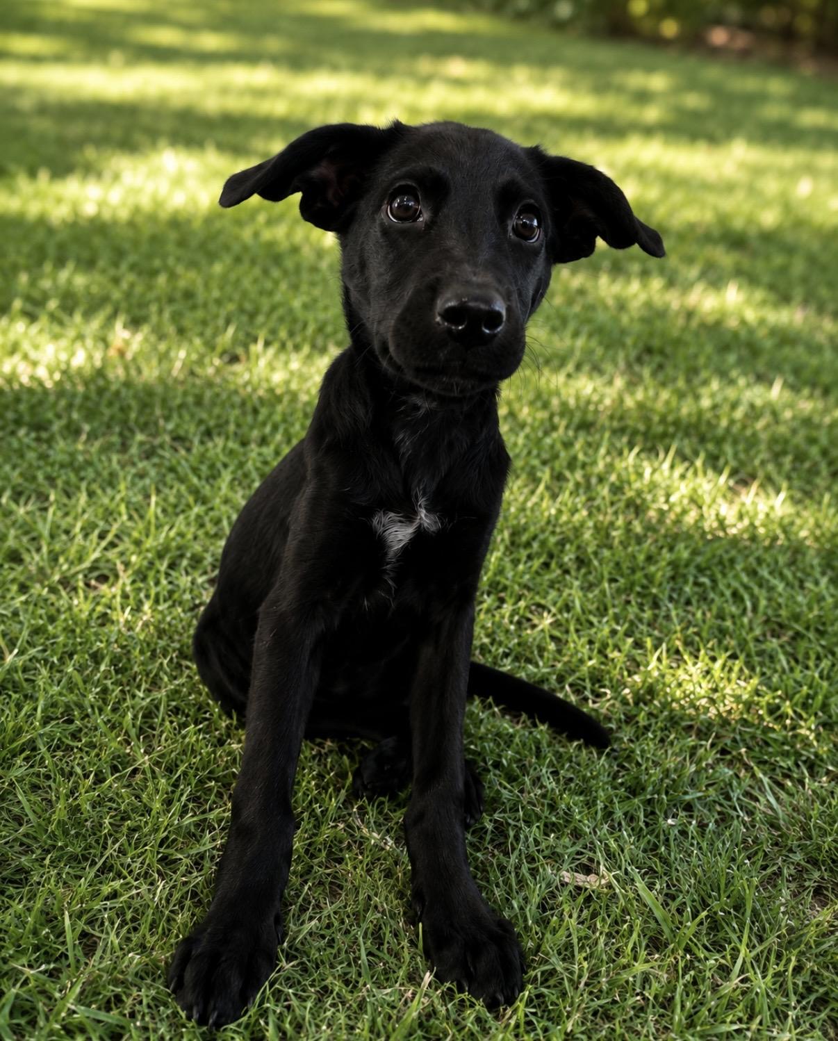 Enlarge Violet, a Adopted Labrador Retriever in Pittsburgh, PA image 2/5