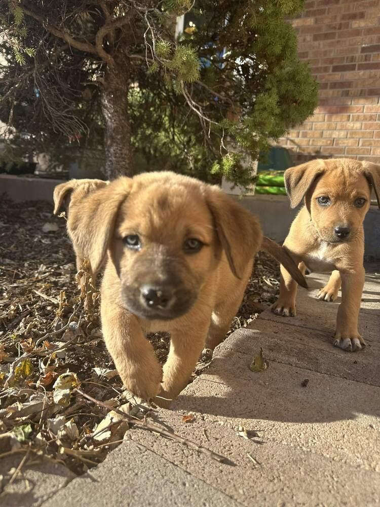 Noodle, Adoptable, Puppy Male Shepherd.