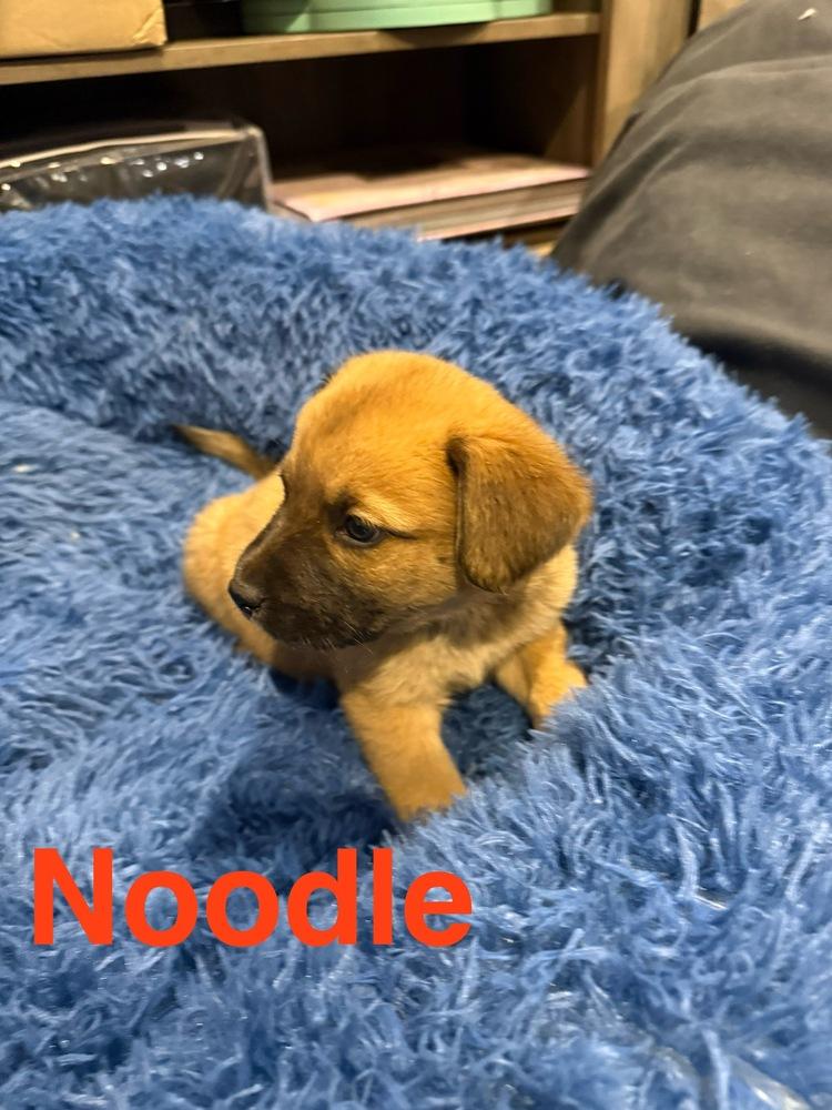 Enlarge Noodle, a Adoptable mixed breed in Aurora, CO image 1/4