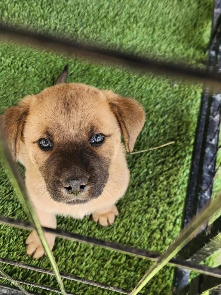 Enlarge Noodle, a Adoptable mixed breed in Aurora, CO image 2/4