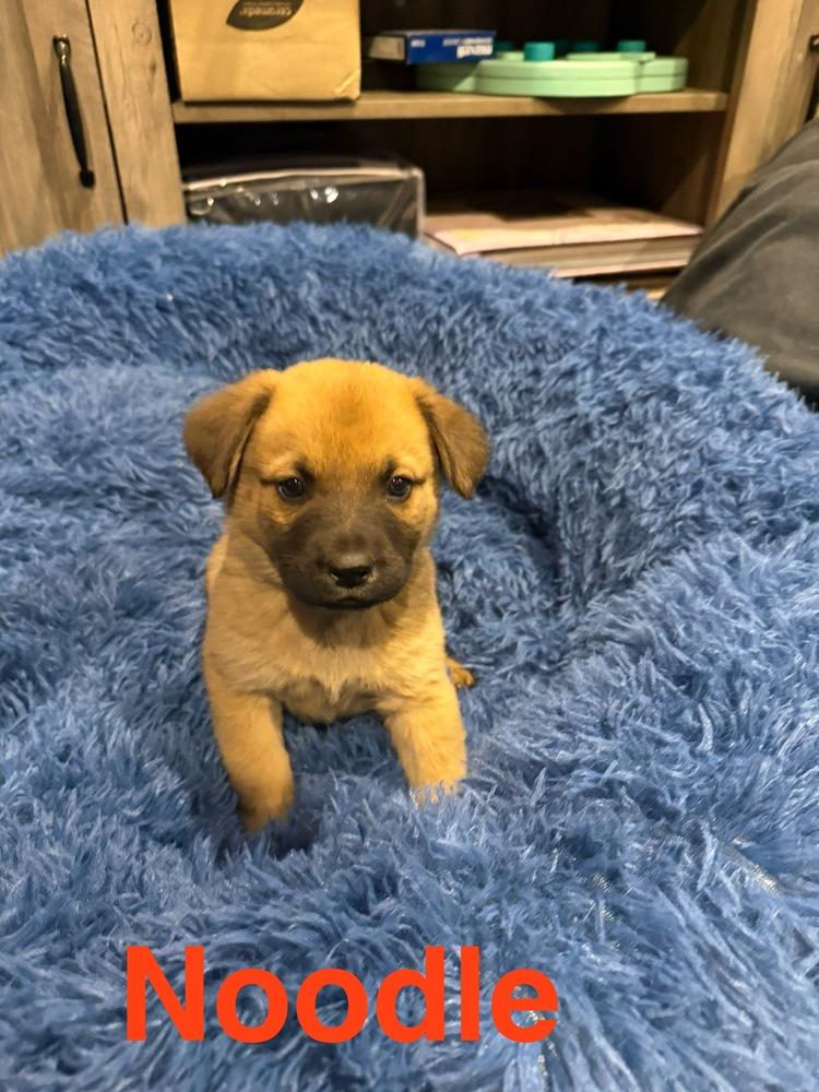 Enlarge Noodle, a Adoptable mixed breed in Aurora, CO image 3/4