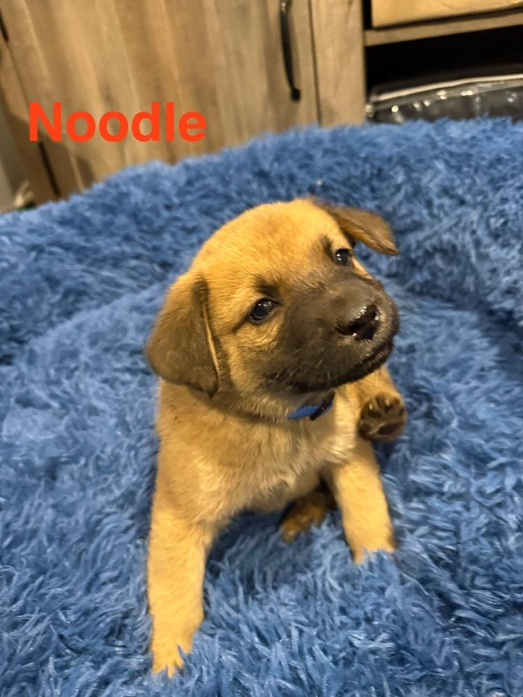 Enlarge Noodle, a Adoptable mixed breed in Aurora, CO image 4/4