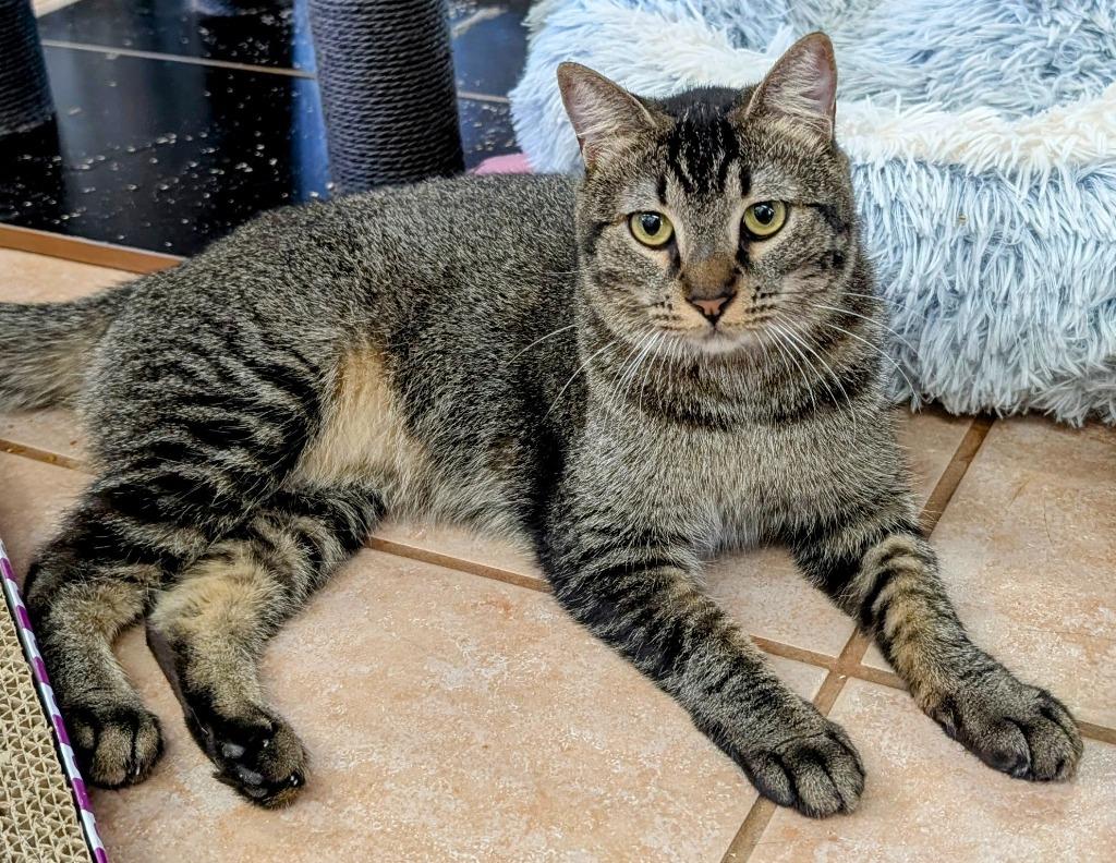 Roxana / Zaniah, Adoptable, Young Female Domestic Short Hair.