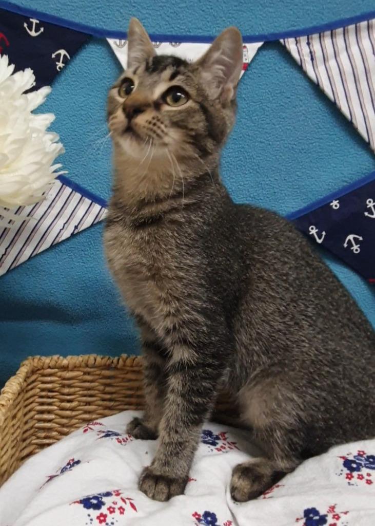 Enlarge Roxana / Zaniah, a Adoptable mixed breed in Peoria, AZ image 3/6