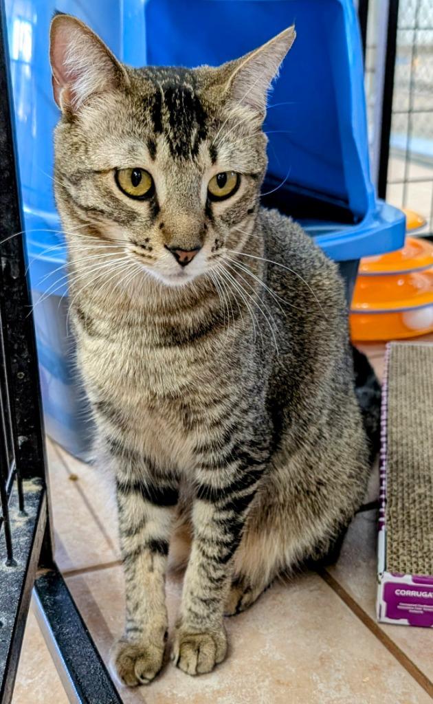 Enlarge Roxana / Zaniah, a Adoptable mixed breed in Peoria, AZ image 4/6