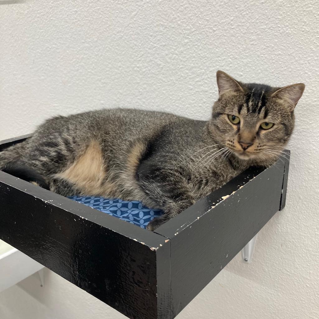 Enlarge Roxana / Zaniah, a Adoptable mixed breed in Peoria, AZ image 3/6