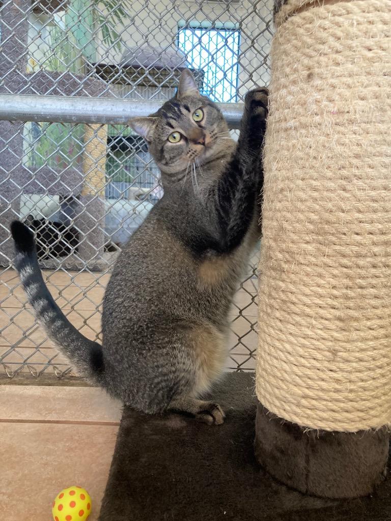 Enlarge Roxana / Zaniah, a Adoptable mixed breed in Peoria, AZ image 6/6