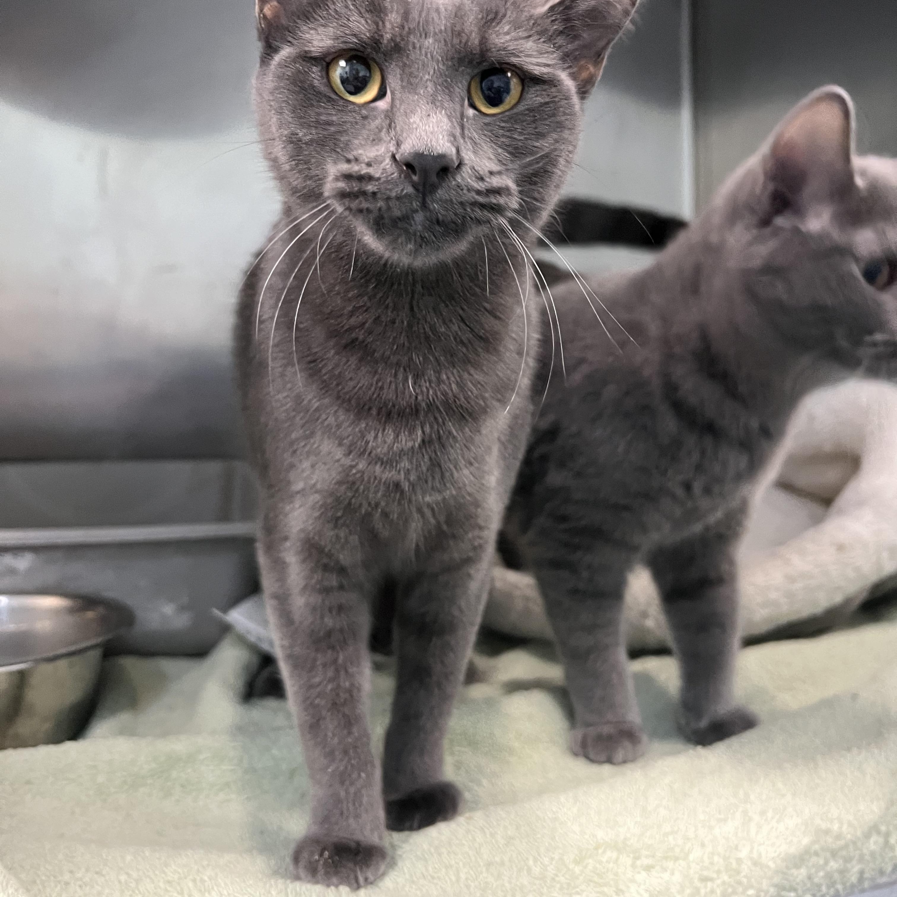 Enlarge Elara, a Adoptable Domestic Short Hair in Berryville, VA image 1/2