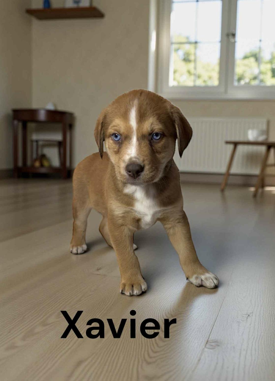 Xavier — thumbnail 4