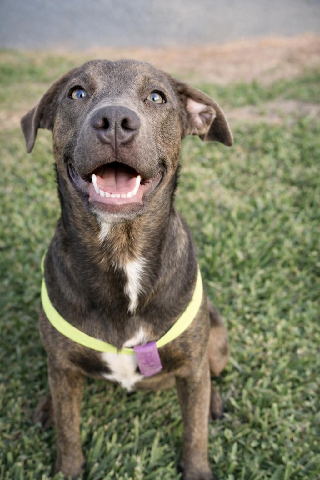 Enlarge Mulan, a Adoptable mixed breed in McAllen, TX image 2/5