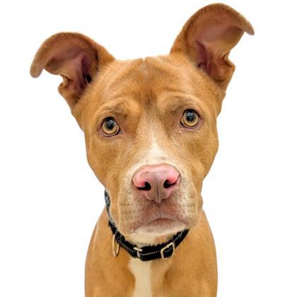 Enlarge Joe Jonas, a Adoptable mixed breed in Reno, NV image 1/1