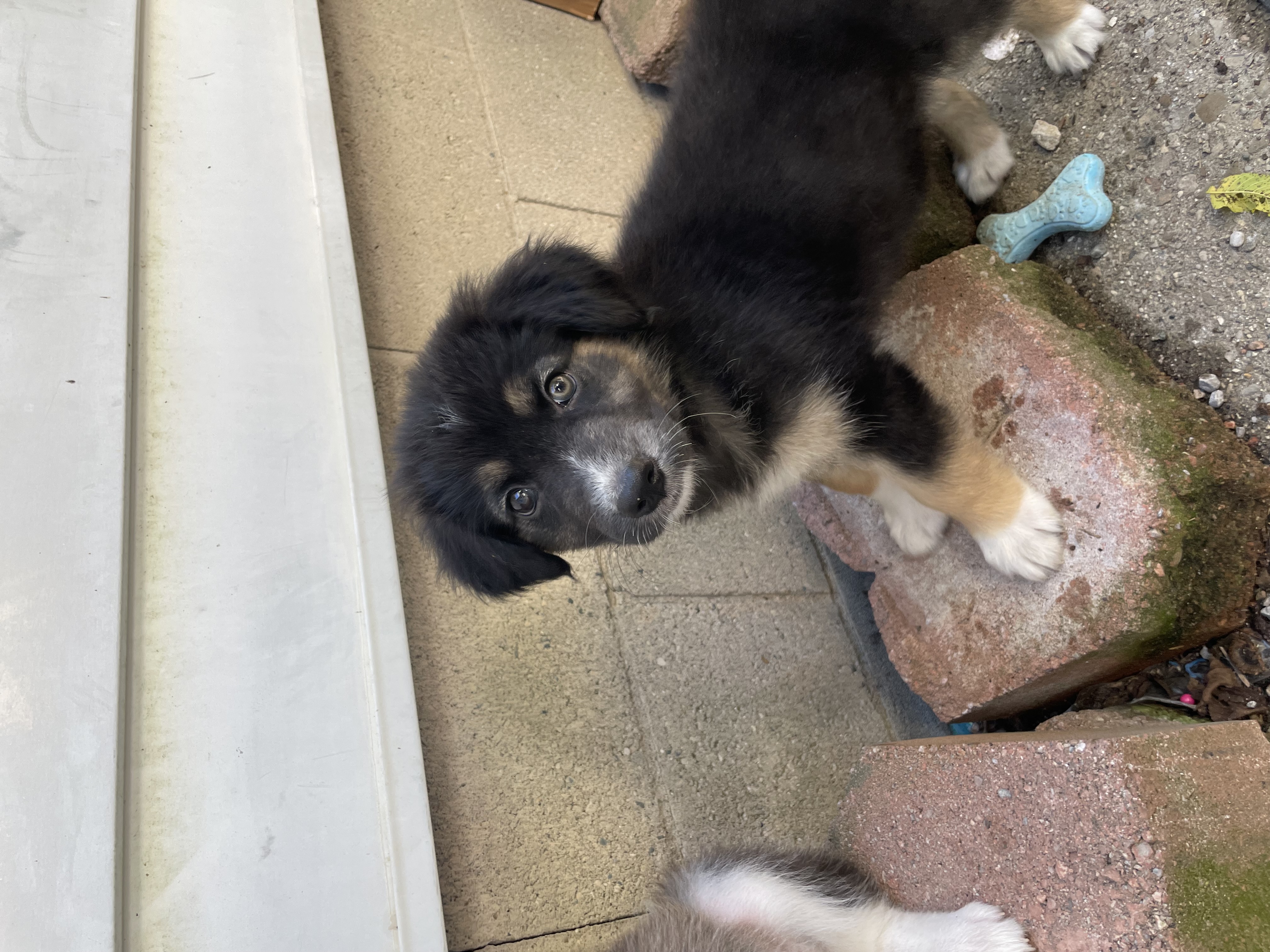 Dog for adoption Apple Pie, a Husky & Border Collie Mix in Cambridge