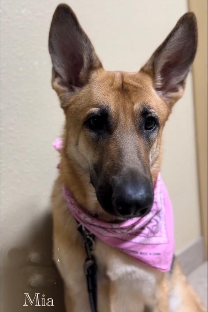 Mia, a Adoptable German Shepherd Dog in Orlando, FL image 1/4