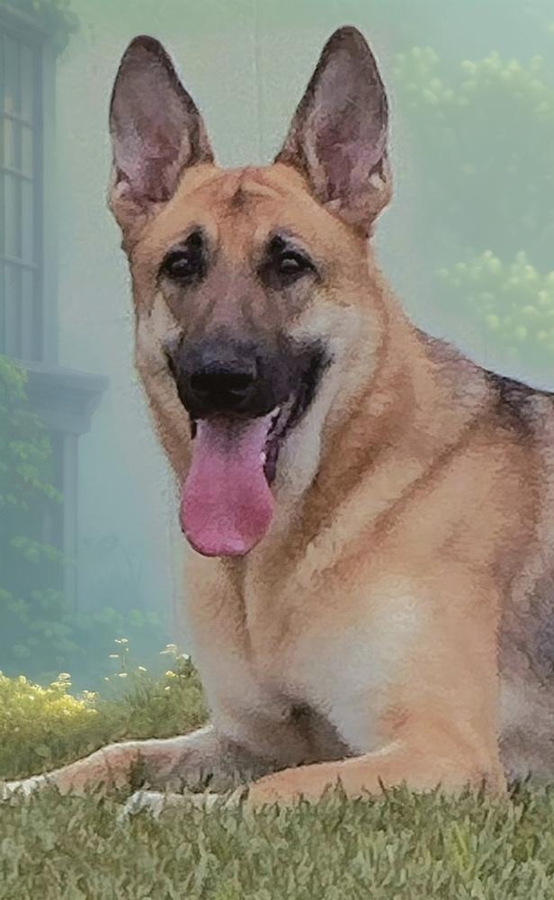 Mia, a Adoptable German Shepherd Dog in Orlando, FL image 3/4