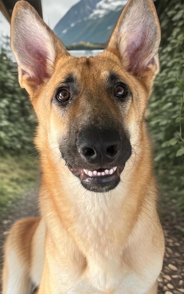 Mia, a Adoptable German Shepherd Dog in Orlando, FL image 4/4