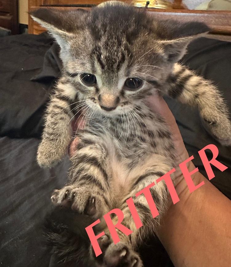 Enlarge Fritter, a Adoptable mixed breed in Winnipeg, MB image 1/1