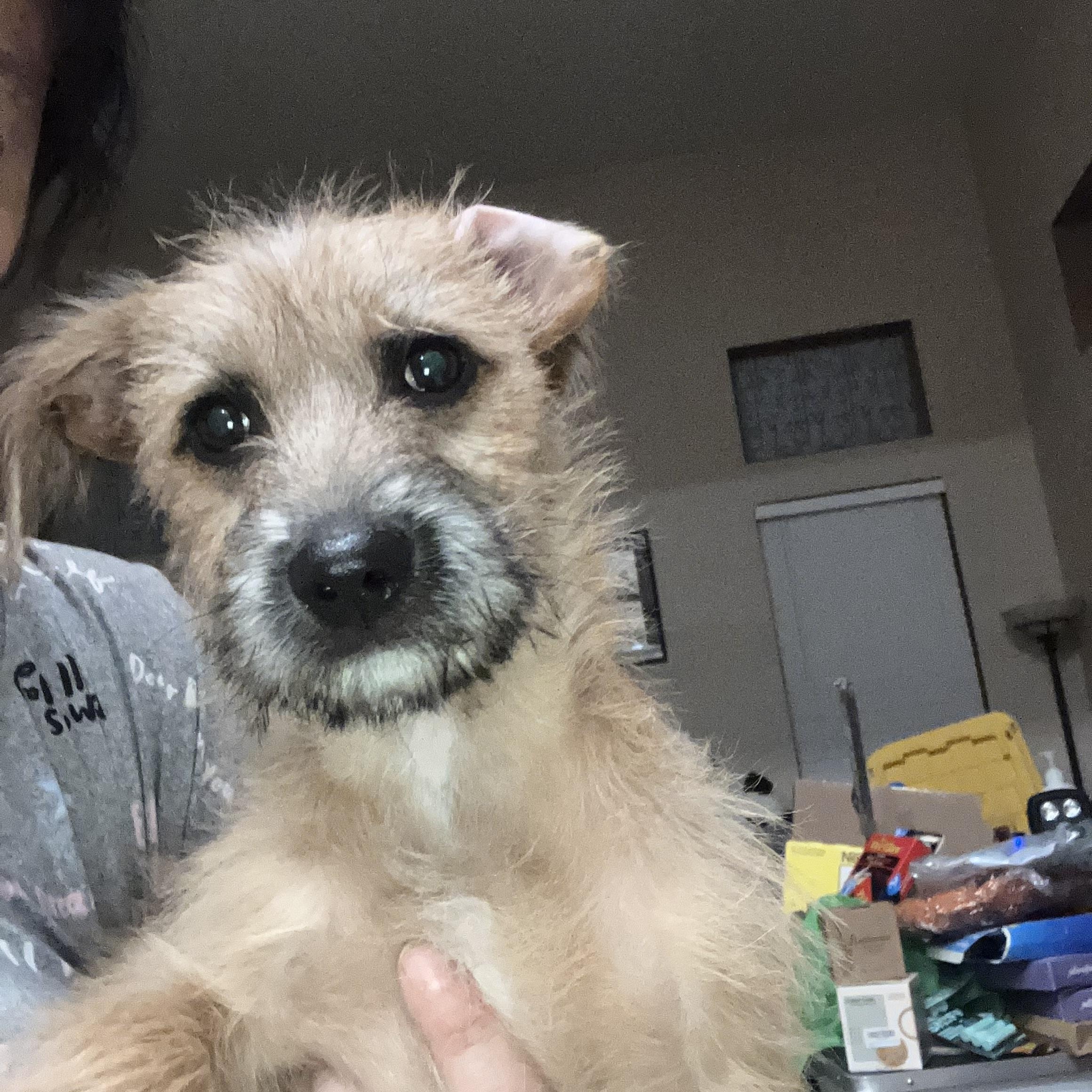 Oscar — thumbnail 2